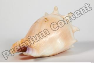 Seashell 0044